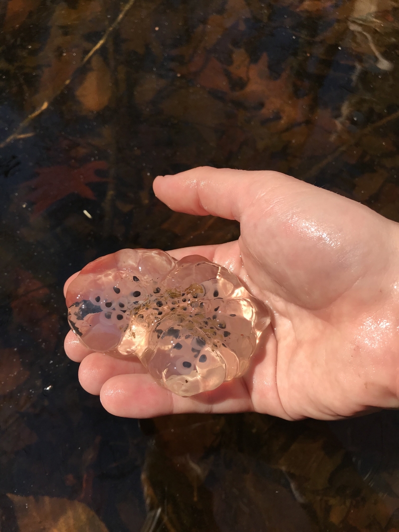 Spotted Salamander Eggs 1 Nature Up North